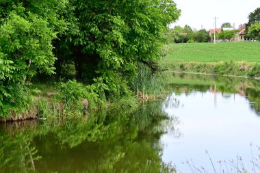 Güzel bir yaz gününde göletteki yeşillik manzarası.