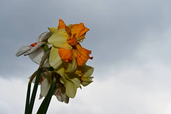 Beautiful Daffodils Sky Background Summer Concept Close View — Stock Photo, Image