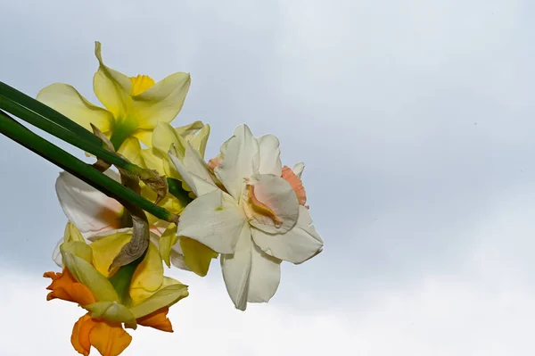 Krásné Narcisy Pozadí Oblohy Letní Koncept Zblízka — Stock fotografie