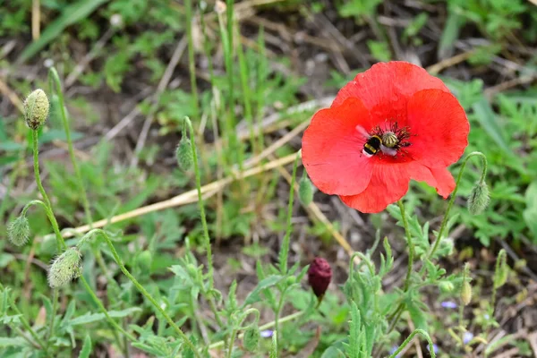 Mooie Rode Papaver Bloem Groeien Weide Zonnige Zomerdag — Stockfoto