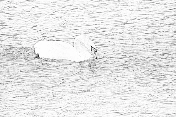 Croquis Beau Cygne Blanc Nageant Surface Eau Lac Jour Été — Photo