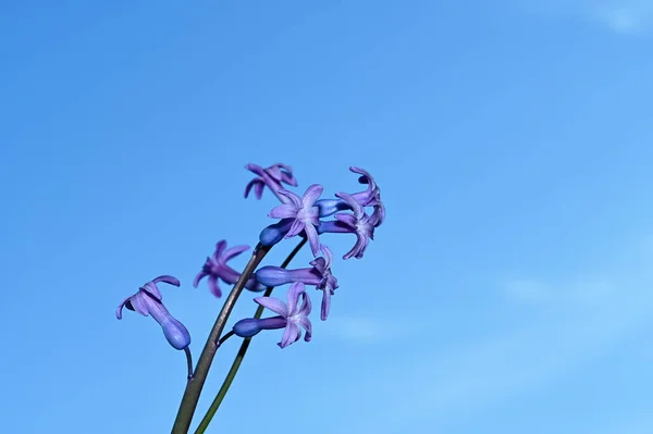 Buchet Frumos Flori Fundal Albastru Cer — Fotografie, imagine de stoc