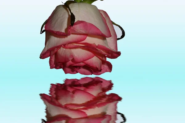Красивые Розы Фоне Неба Летняя Концепция Близкий Вид — стоковое фото