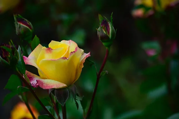 Beautiful Rose Growing Garden Summer Sunny Day — Stock Photo, Image