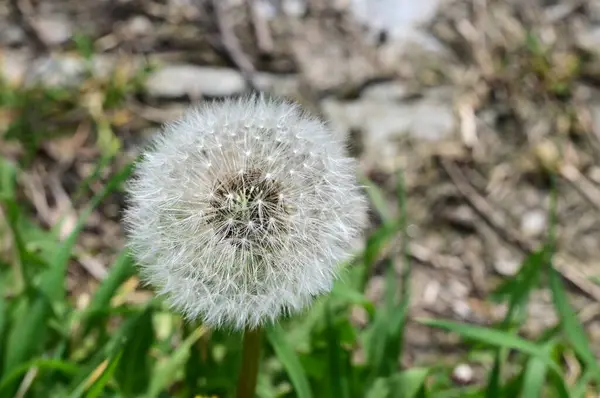 Mooie Bloemen Tuin — Stockfoto