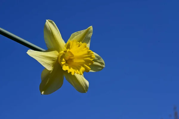 beautiful daffodil flower on sky background, summer concept, close view