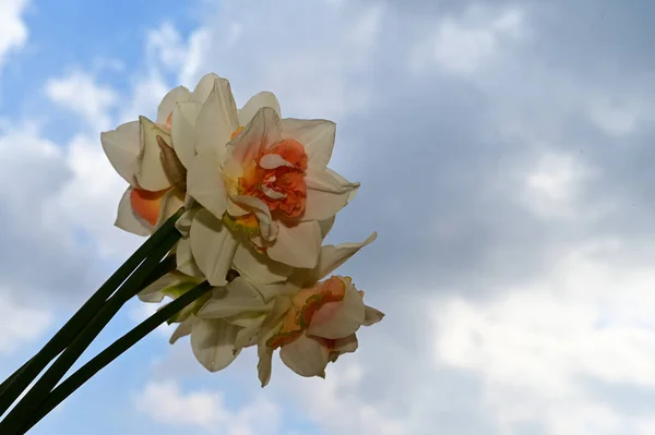 Hermosos Narcisos Fondo Del Cielo Concepto Verano Vista Cercana —  Fotos de Stock