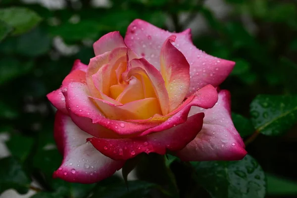 Bela Rosa Crescendo Jardim Verão Dia Ensolarado — Fotografia de Stock