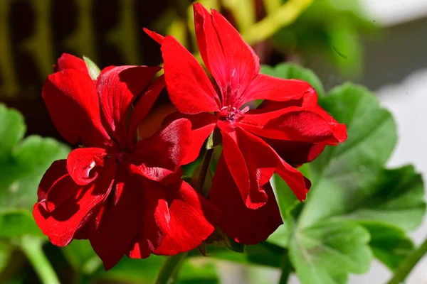 Bellissimi Fiori Giardino — Foto Stock