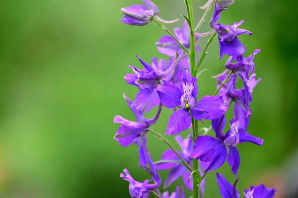 Niesamowite Purpurowe Kwiaty Kwiat Rozmytym Tle — Zdjęcie stockowe