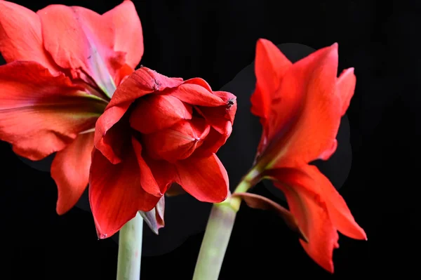 Zachte Bloemen Zwarte Achtergrond Close — Stockfoto