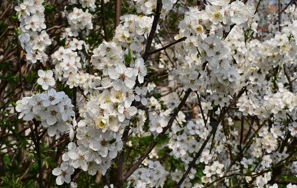 Äpple Träd Grenar Med Vita Vackra Blommor Närbild Vår Koncept — Stockfoto