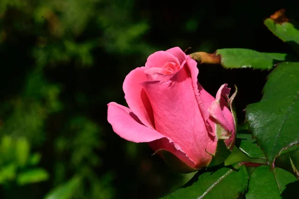 Krásná Růže Rostoucí Zahradě Létě Slunečný Den — Stock fotografie