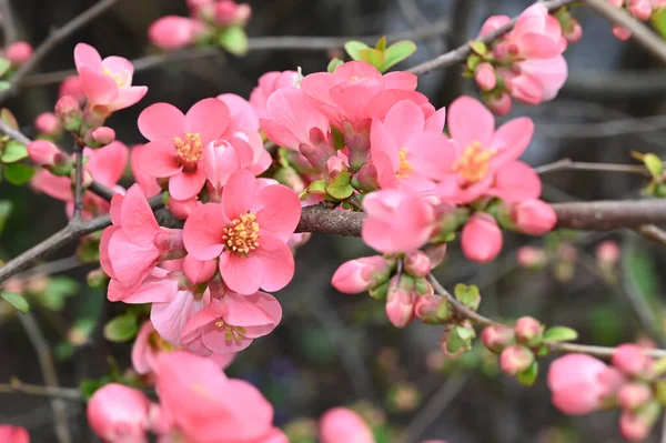 美しい花が咲く桜の木の枝クローズアップ春のコンセプト — ストック写真