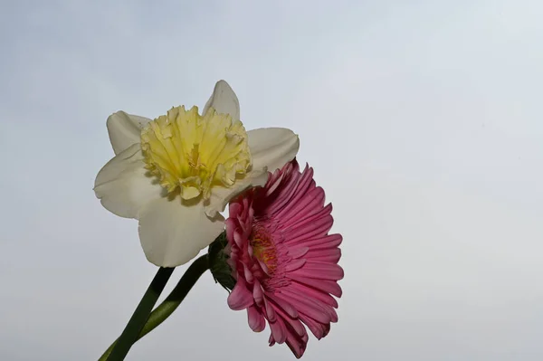 Hermoso Narciso Gerberas Flores Fondo Del Cielo Concepto Verano Vista —  Fotos de Stock