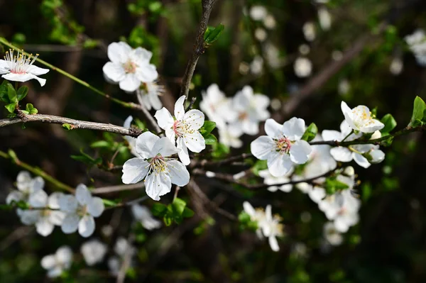 Branches Pommier Avec Belles Fleurs Blanches Gros Plan Concept Printemps — Photo