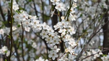 Beyaz güzel çiçekli elma ağacı dalları, yakın plan, bahar konsepti.  