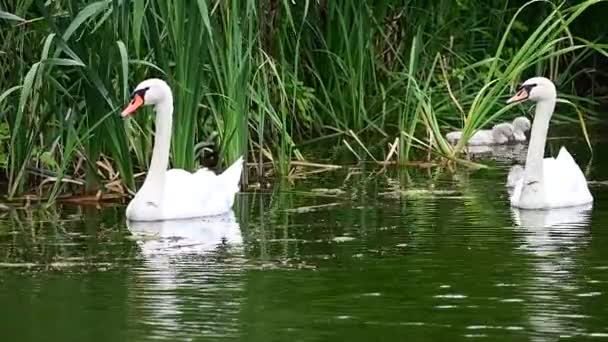 Vackra Vita Svanar Simmar Sjö Vattenytan Sommardagen — Stockvideo