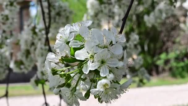 Äpple Träd Grenar Med Vita Vackra Blommor Närbild Vår Koncept — Stockvideo