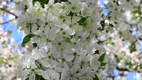 Äpple Träd Grenar Med Vita Vackra Blommor Närbild Vår Koncept — Stockvideo