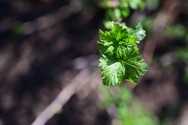 Güneşli yaz gününde bahçede yetişen bitkilerin manzarası. 