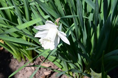 Güneşli yaz gününde bahçede yetişen güzel nergis. 