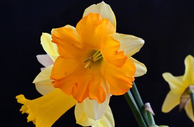 Siyah arka planda yumuşak çiçekler. Kapat..