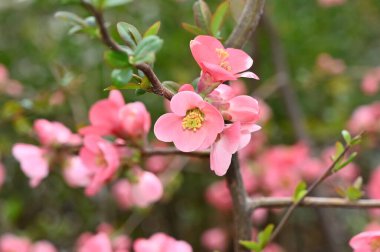 Güzel çiçekli kiraz ağacı dalları, yakın plan, bahar konsepti.  