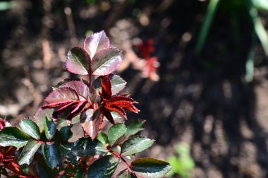 Güneşli yaz gününde bahçede yetişen bitkilerin manzarası. 