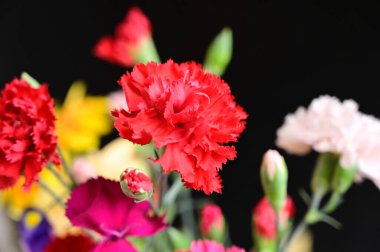 Koyu arkaplanda güzel çiçekler, yaz konsepti, yakın manzara  