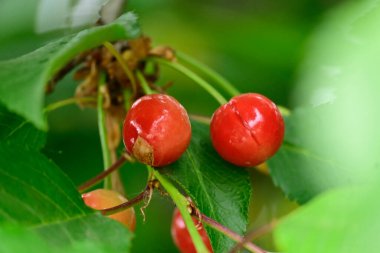 Açık havada kirazlı ağaç, yaz konsepti, yakın görüş  