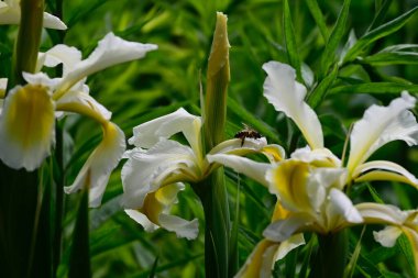 Güneşli yaz gününde bahçede büyüyen güzel irisler 