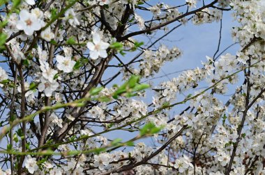Beyaz güzel çiçekli elma ağacı dalları, yakın plan, bahar konsepti.  