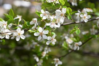 Güzel çiçekli elma ağacı dalları, yakın plan, bahar konsepti.  
