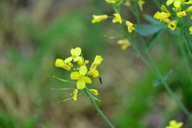 Bahçedeki güzel çiçekler