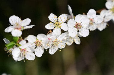 Beyaz güzel çiçekli elma ağacı dalları, yakın plan, bahar konsepti.  
