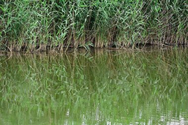 Güzel bir yaz gününde göletteki yeşillik manzarası.