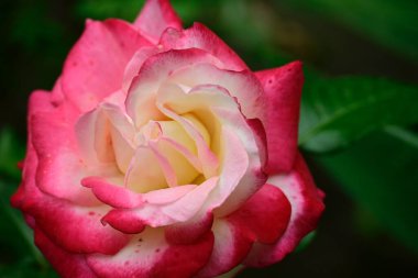 Güneşli yaz gününde bahçede büyüyen güzel bir gül. 