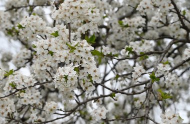 Beyaz güzel çiçekli elma ağacı dalları, yakın plan, bahar konsepti.  