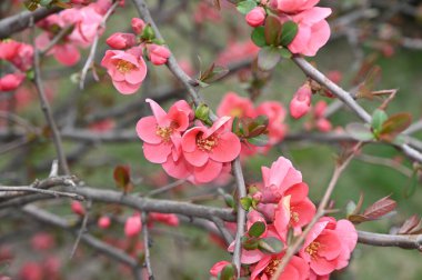 Güzel çiçekli kiraz ağacı dalları, yakın plan, bahar konsepti.  