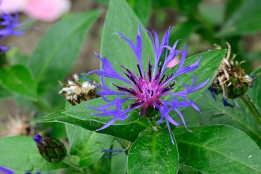 Bahçedeki güzel çiçekler