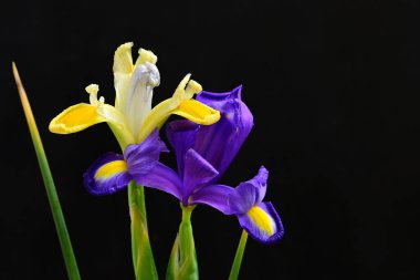 Koyu arkaplanda güzel çiçekler, yaz konsepti, yakın manzara  