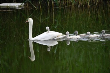 Yavruları olan güzel beyaz kuğu yaz günü göl yüzeyinde yüzüyor. 