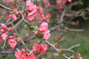 Güzel çiçekli kiraz ağacı dalları, yakın plan, bahar konsepti.  