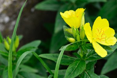 Bahçedeki güzel çiçekler