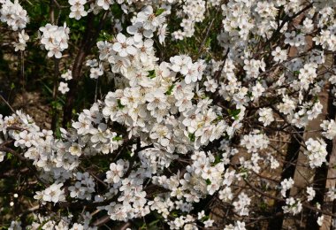 Beyaz güzel çiçekli elma ağacı dalları, yakın plan, bahar konsepti.  