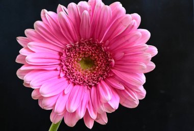 gerbera papatya siyah arka planda