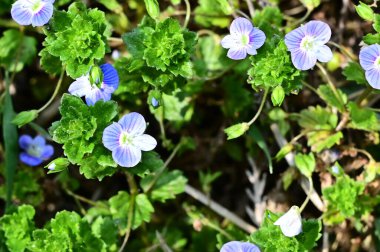 Bahçedeki güzel çiçekler