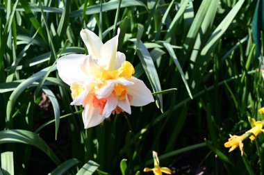 Güneşli yaz gününde bahçede yetişen güzel nergis. 