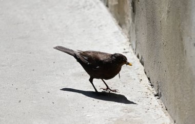 Şehirde yerde karga var.